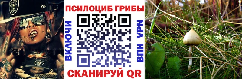 наркотики  Алушта  Галлюциногенные грибы Psilocybe 